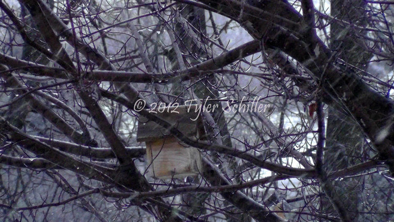 Snow falls on Bird House - New Year's Day - Waukesha, Wisconsin