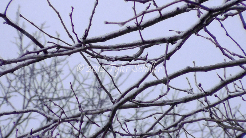 Snow falls on Tree Limb - Waukesha, Wisconsin - January 1, 2012