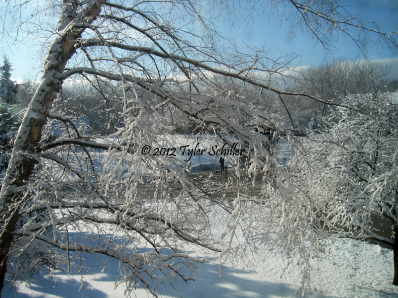 Trees caked in Snow - Waukesha, Wisconsin - March 2012
